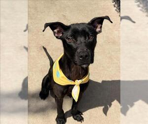 Mutt Dogs for adoption in Tulsa, OK, USA