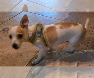 Chihuahua-Unknown Mix Dogs for adoption in San Antonio, TX, USA