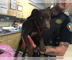 Labrador Retriever-Unknown Mix Dogs for adoption in Riverside, CA, USA