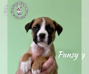 Boxer-Unknown Mix Dogs for adoption in Omaha, NE, USA