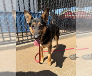 German Shepherd Dog Dogs for adoption in Riverside, CA, USA