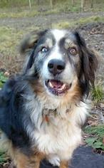Australian Shepherd Dogs for adoption in Liberty, IN, USA