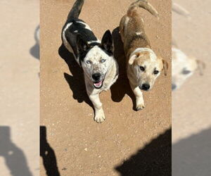 Mutt Dogs for adoption in Apple Valley, CA, USA
