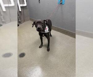 American Pit Bull Terrier-Unknown Mix Dogs for adoption in Las Vegas, NV, USA