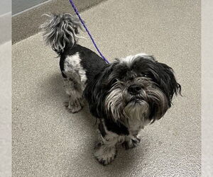 Maltese-Unknown Mix Dogs for adoption in Las Vegas, NV, USA