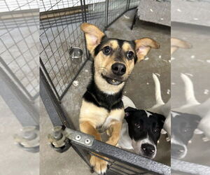 Pomeagle Dogs for adoption in Sheridan, CO, USA