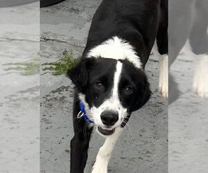 Border Collie Dogs for adoption in San Diego, CA, USA