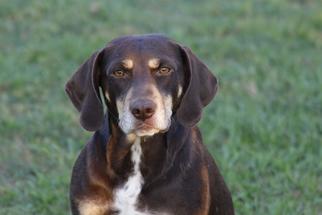 Beagle Dogs for adoption in Statesboro, GA, USA