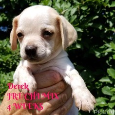Jack Chi Dogs for adoption in pomfret, CT, USA