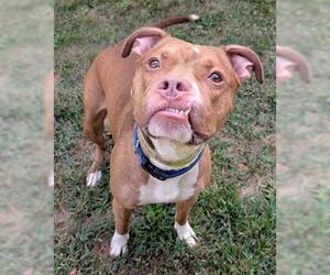 American Pit Bull Terrier Dogs for adoption in Akron, OH, USA