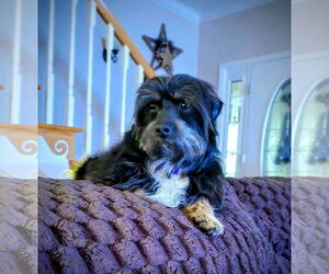 Mutt Dogs for adoption in Rustburg, VA, USA