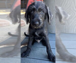 Retriever -Unknown Mix Dogs for adoption in Cuba, NY, USA