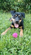 Rottweiler Dogs for adoption in Weston, FL, USA