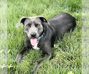 American Pit Bull Terrier Dogs for adoption in Potomac, MD, USA