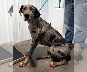Great Dane Dogs for adoption in Boonton, NJ, USA