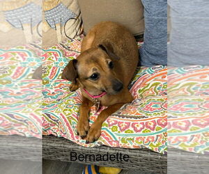 Chiweenie Dogs for adoption in Ellijay, GA, USA
