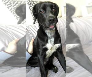 Dachshund-Labrador Retriever Mix Dogs for adoption in Alexandria, VA, USA
