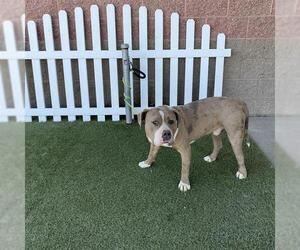 American Pit Bull Terrier Dogs for adoption in Modesto, CA, USA