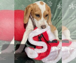 Beagle Dogs for adoption in Valrico, FL, USA
