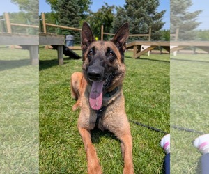 Mutt Dogs for adoption in Stevens Point, WI, USA