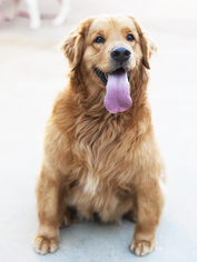 Golden Retriever Dogs for adoption in San Diego, CA, USA