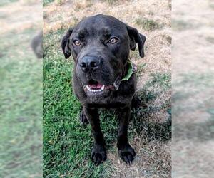 Mutt Dogs for adoption in Akron, OH, USA