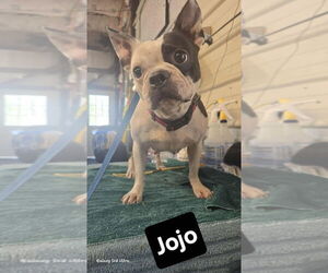 Boston Terrier Dogs for adoption in Foristell, MO, USA