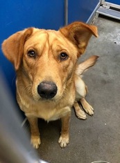 Golden Retriever Dogs for adoption in Greenville, TX, USA