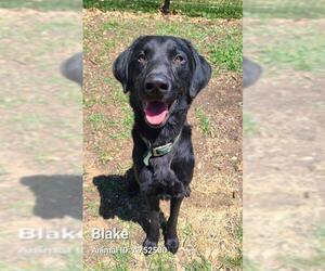 Labrador Retriever-Unknown Mix Dogs for adoption in San Antonio, TX, USA