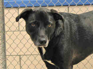 Borador Dogs for adoption in Fort Wayne, IN, USA