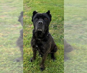 Mutt Dogs for adoption in Riverside, CA, USA