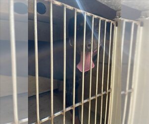 Rottweiler Dogs for adoption in Oklahoma City, OK, USA