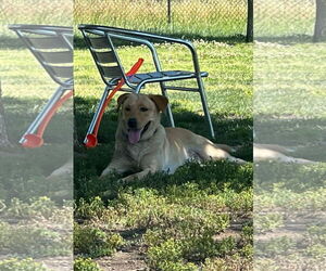 Labrador Retriever Dogs for adoption in Dana Point, CA, USA