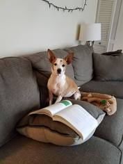 Basenji-Jack Russell Terrier Mix Dogs for adoption in Indianapolis, IN, USA