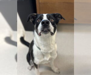 Mutt Dogs for adoption in Rohnert Park, CA, USA