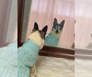 Chihuahua-Unknown Mix Dogs for adoption in Mooresville, NC, USA