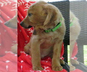 Golden Cavalier Dogs for adoption in Grovertown, IN, USA