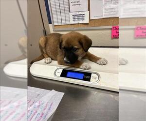Labrador Retriever-Unknown Mix Dogs for adoption in Conroe, TX, USA