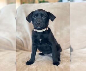 Labrador Retriever-Unknown Mix Dogs for adoption in Duluth, MN, USA