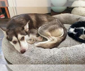 Siberian Husky Dogs for adoption in Denver, CO, USA