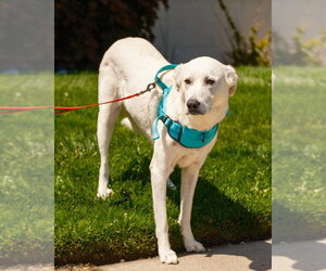 Great Pyrenees-Unknown Mix Dogs for adoption in Salt Lake City, UT, USA