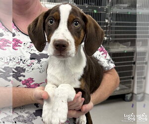 Mutt Dogs for adoption in Washington, DC, USA