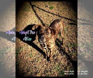 Mountain Cur Dogs for adoption in Richmond, VA, USA