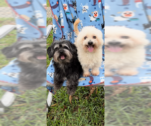 Havachon Dogs for adoption in Weston, FL, USA