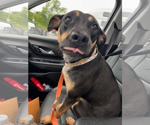 Mutt Dogs for adoption in Westwood, NJ, USA