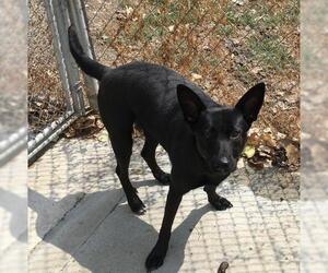 Labrador Retriever-Unknown Mix Dogs for adoption in Mitchell, SD, USA
