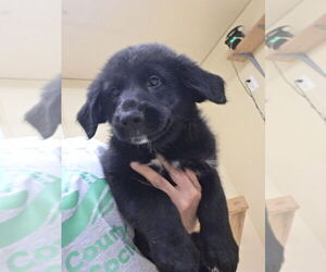 Labrador Retriever-Unknown Mix Dogs for adoption in Osgood, IN, USA