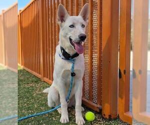 Siberian Husky-Unknown Mix Dogs for adoption in Las Vegas, NV, USA