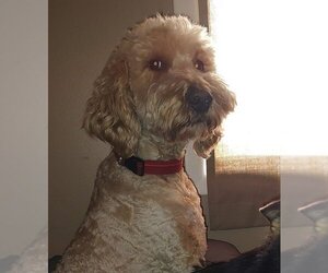Goldendoodle Dogs for adoption in Ogden, UT, USA