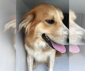 Labrador Retriever-Unknown Mix Dogs for adoption in Houston, TX, USA